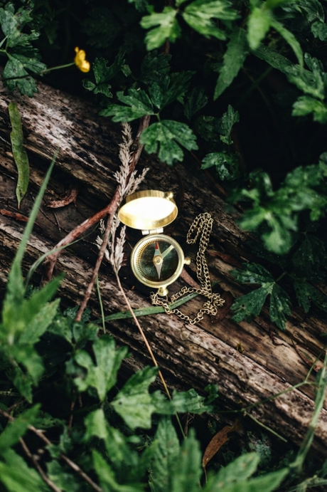 Gold compass on a wooden log surrounded by green leaves